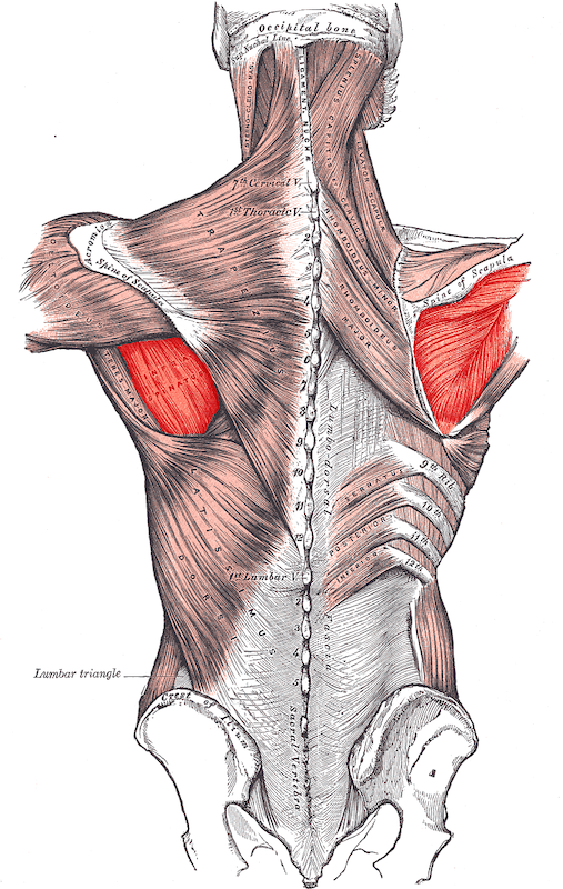 Infraspinatus 片脚コントロール