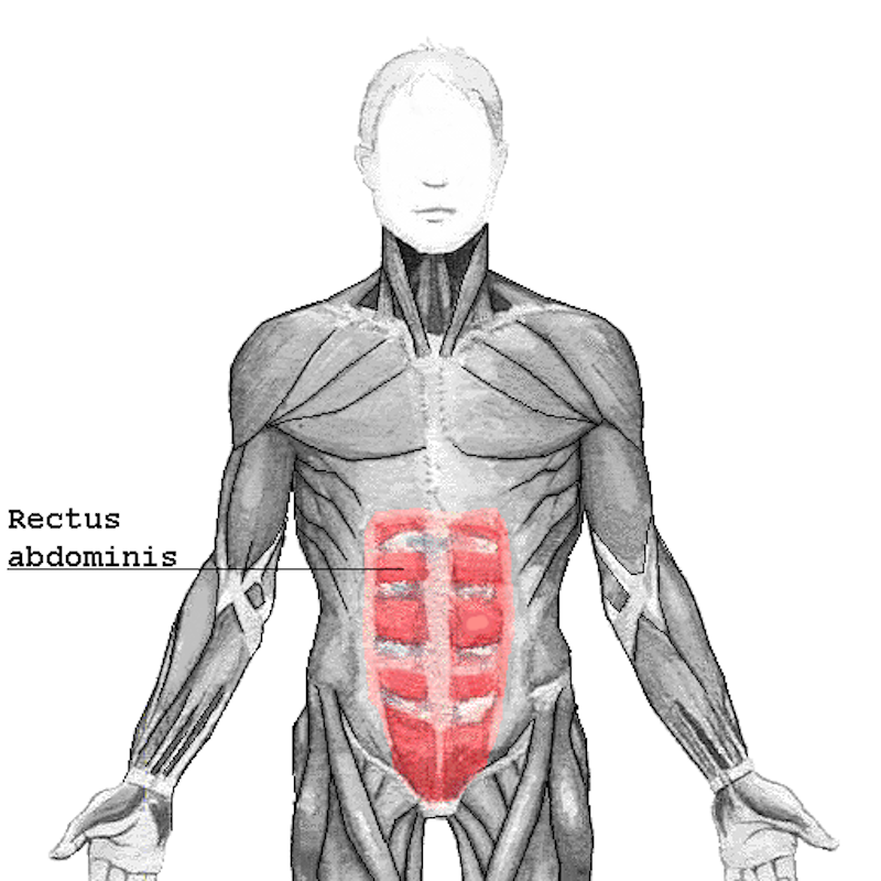 Rectus_abdominis 片脚コントロール